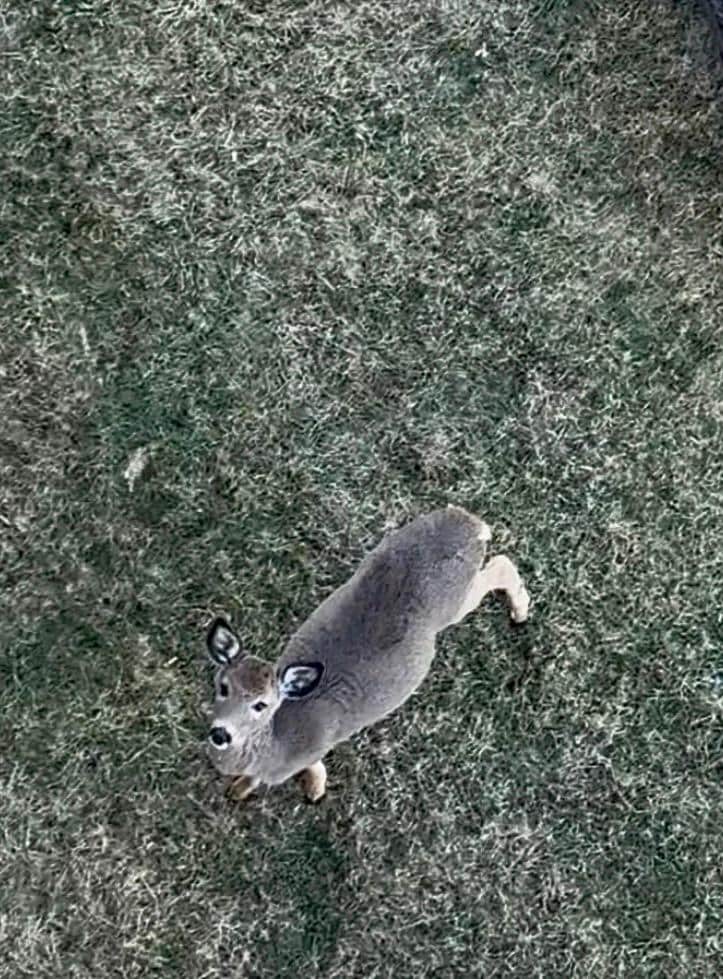 Deer greet you in the mornings 