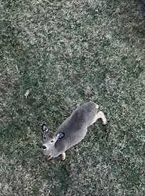 Deer greet you in the mornings