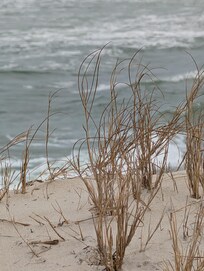 Nearby LBI beaches where we saw dolphins!