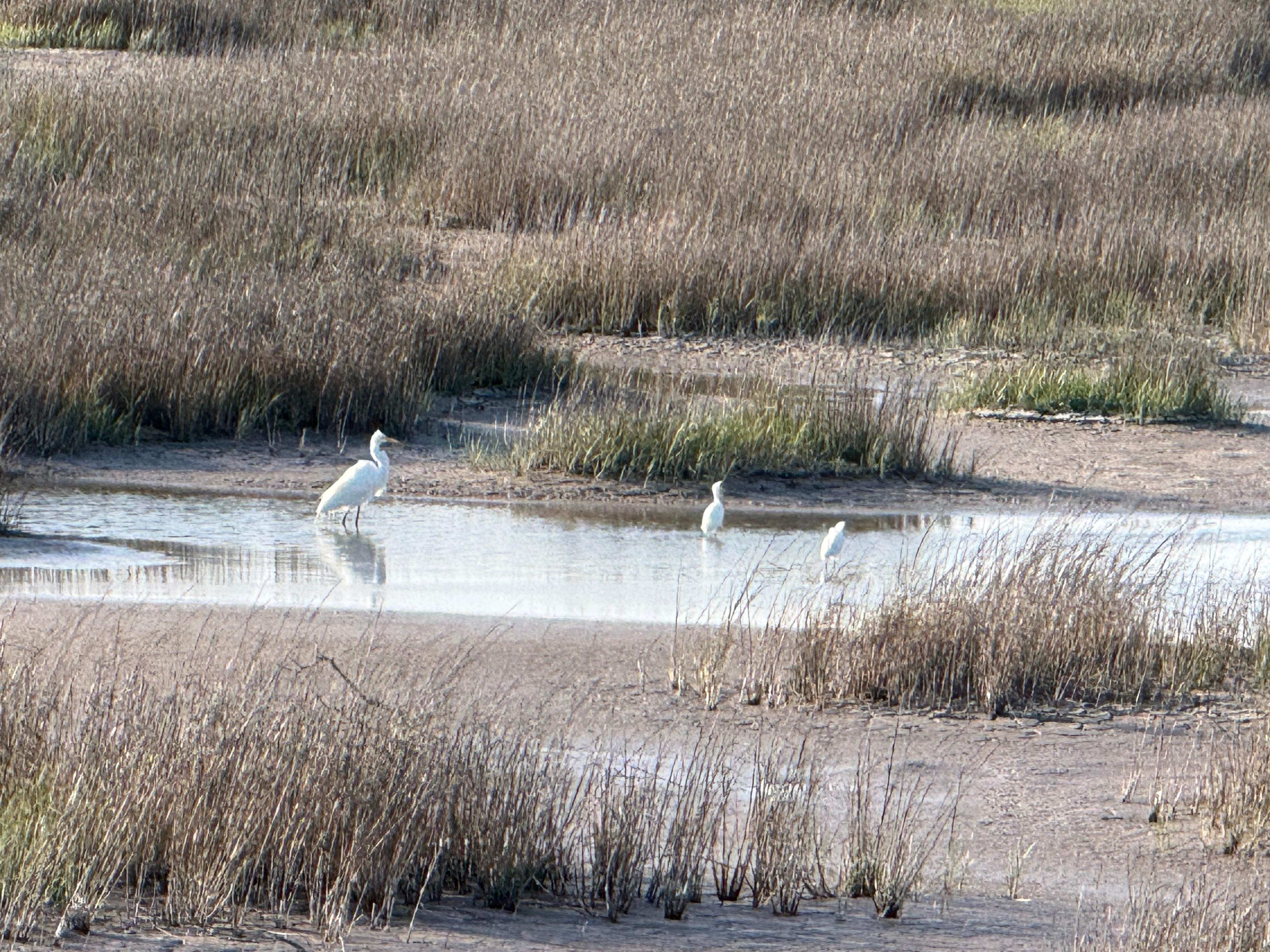 Mom teaching her babies how to catch breakfast! 