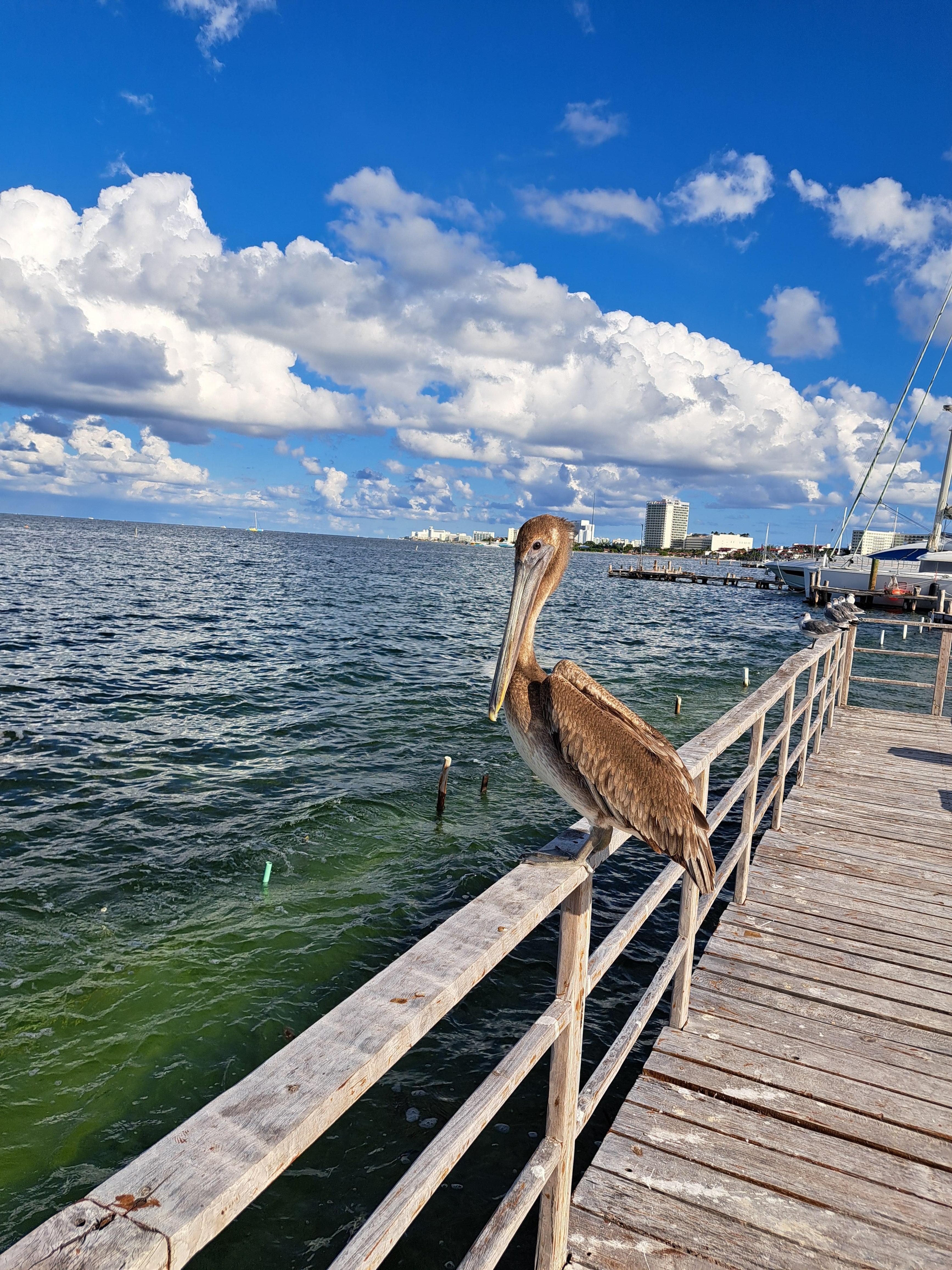 Wildlife on the pier