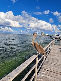 Wildlife on the pier