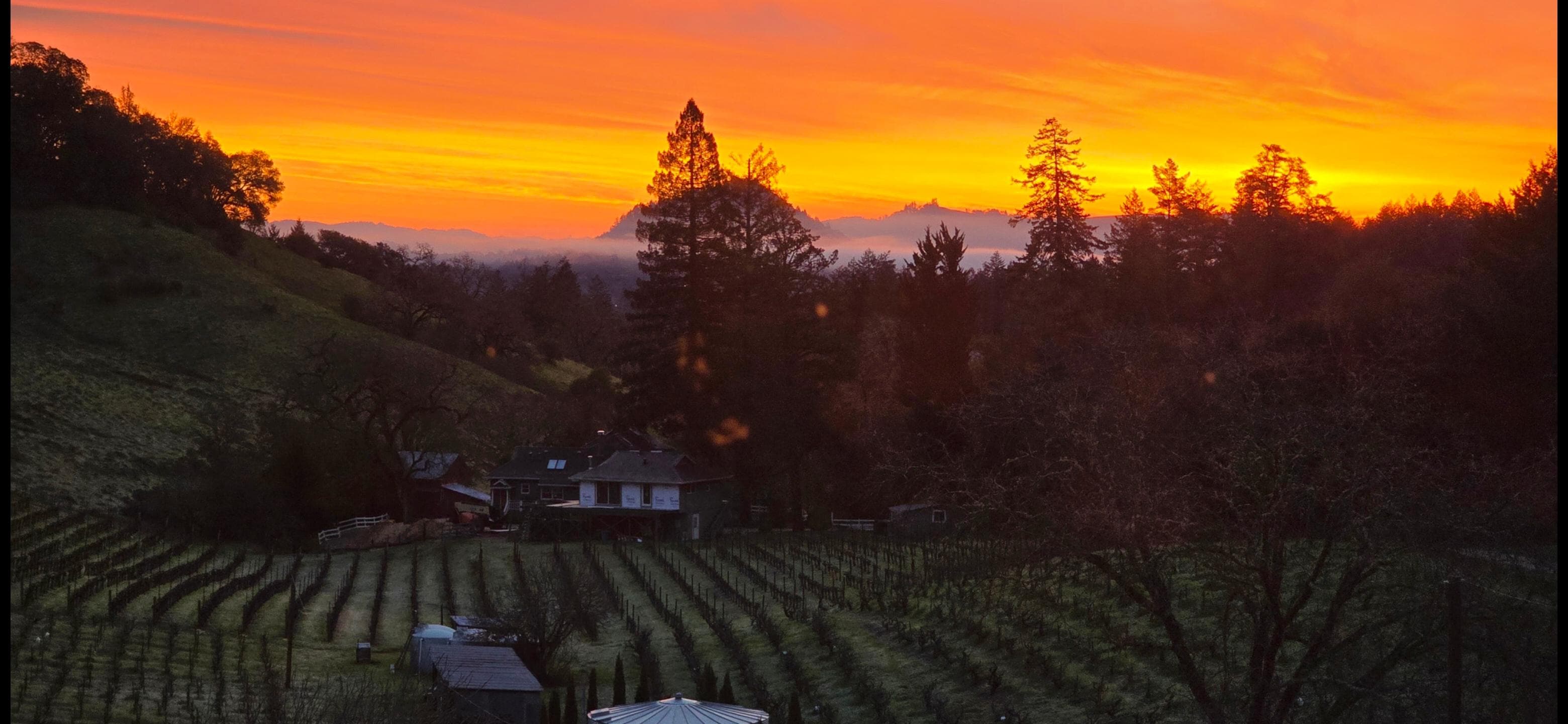 sunrise at the vineyard!