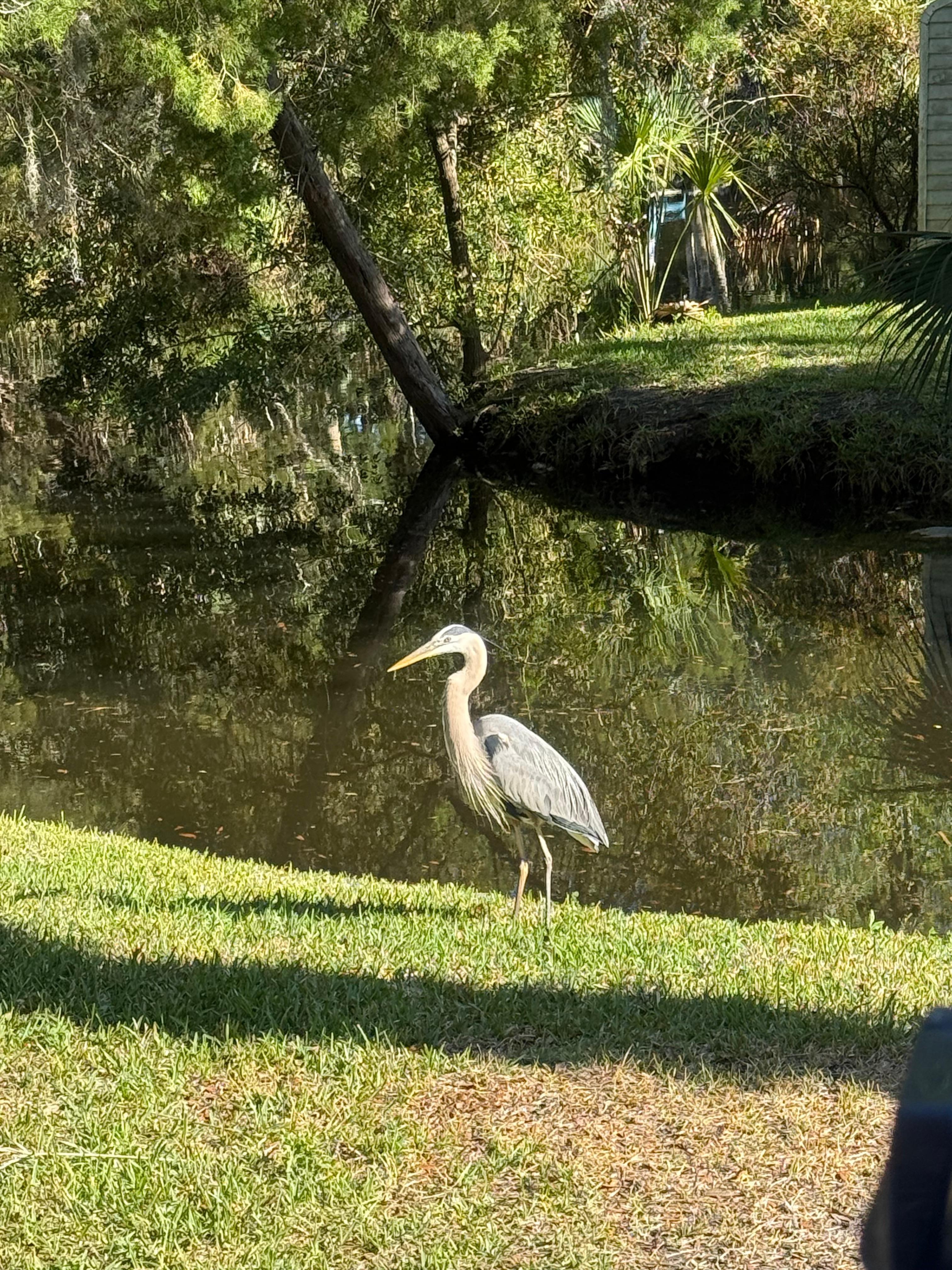 The blue heron came to visit a few times 