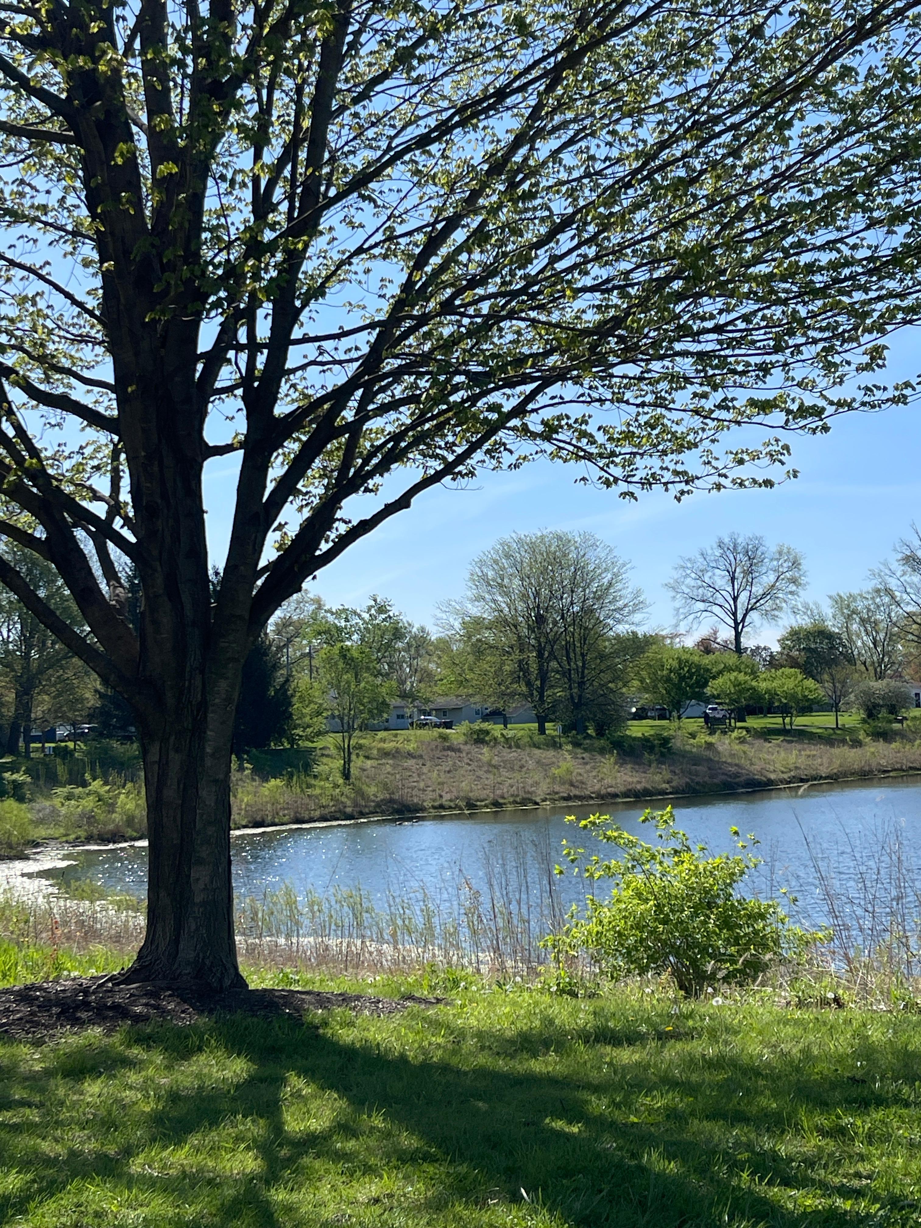 This was at the park near by. 