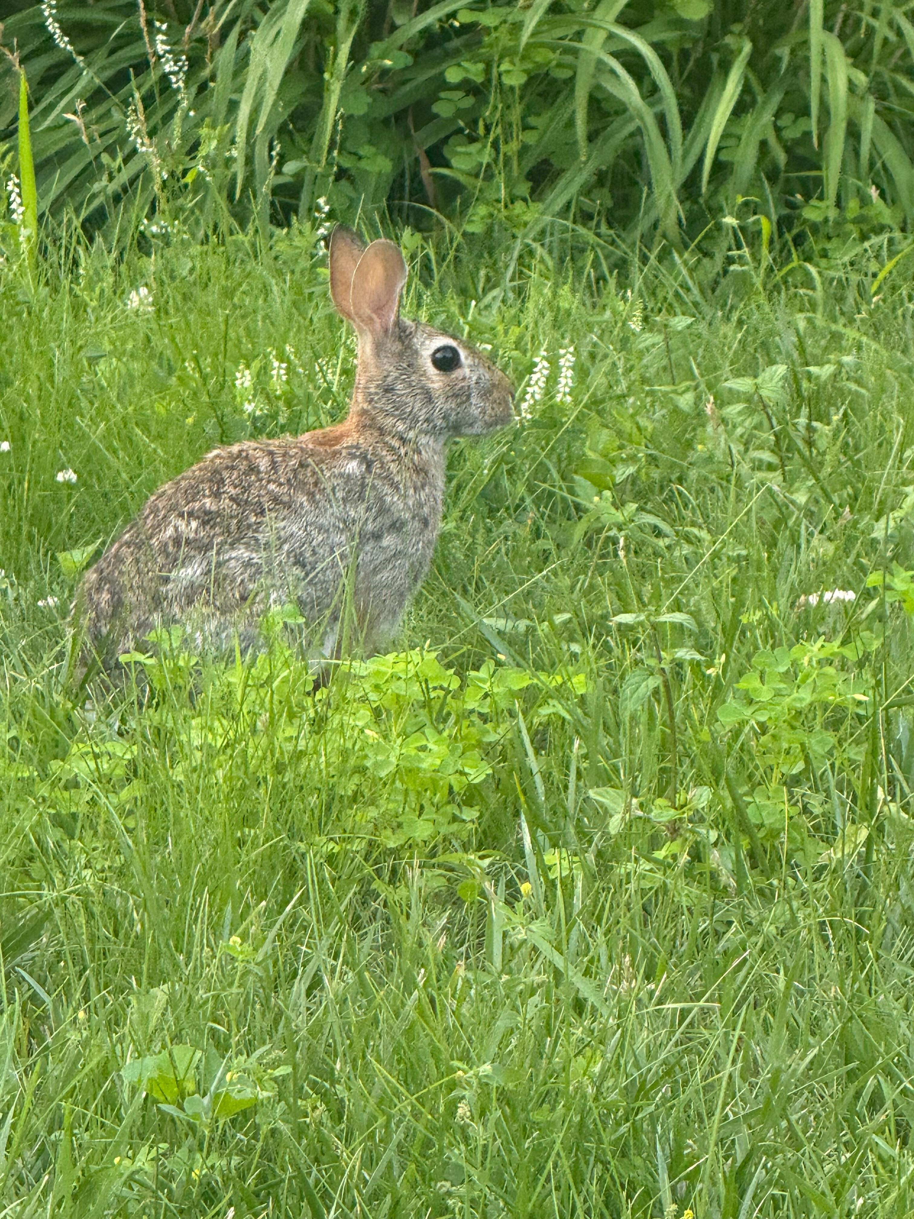 Rabbits all over also. Soo cute