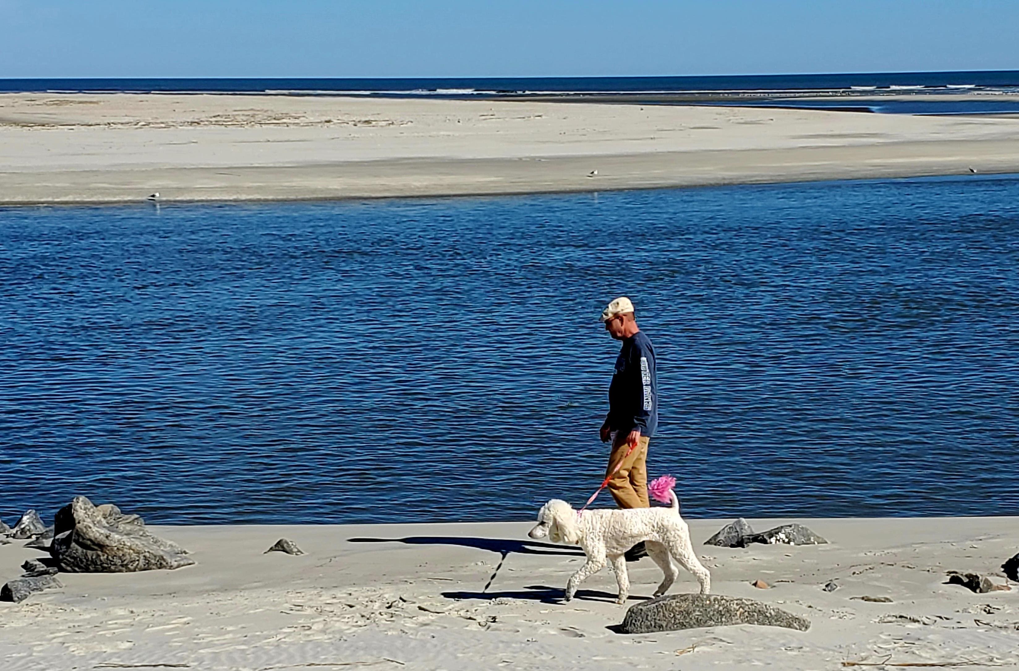 On the beach. Dog friendly