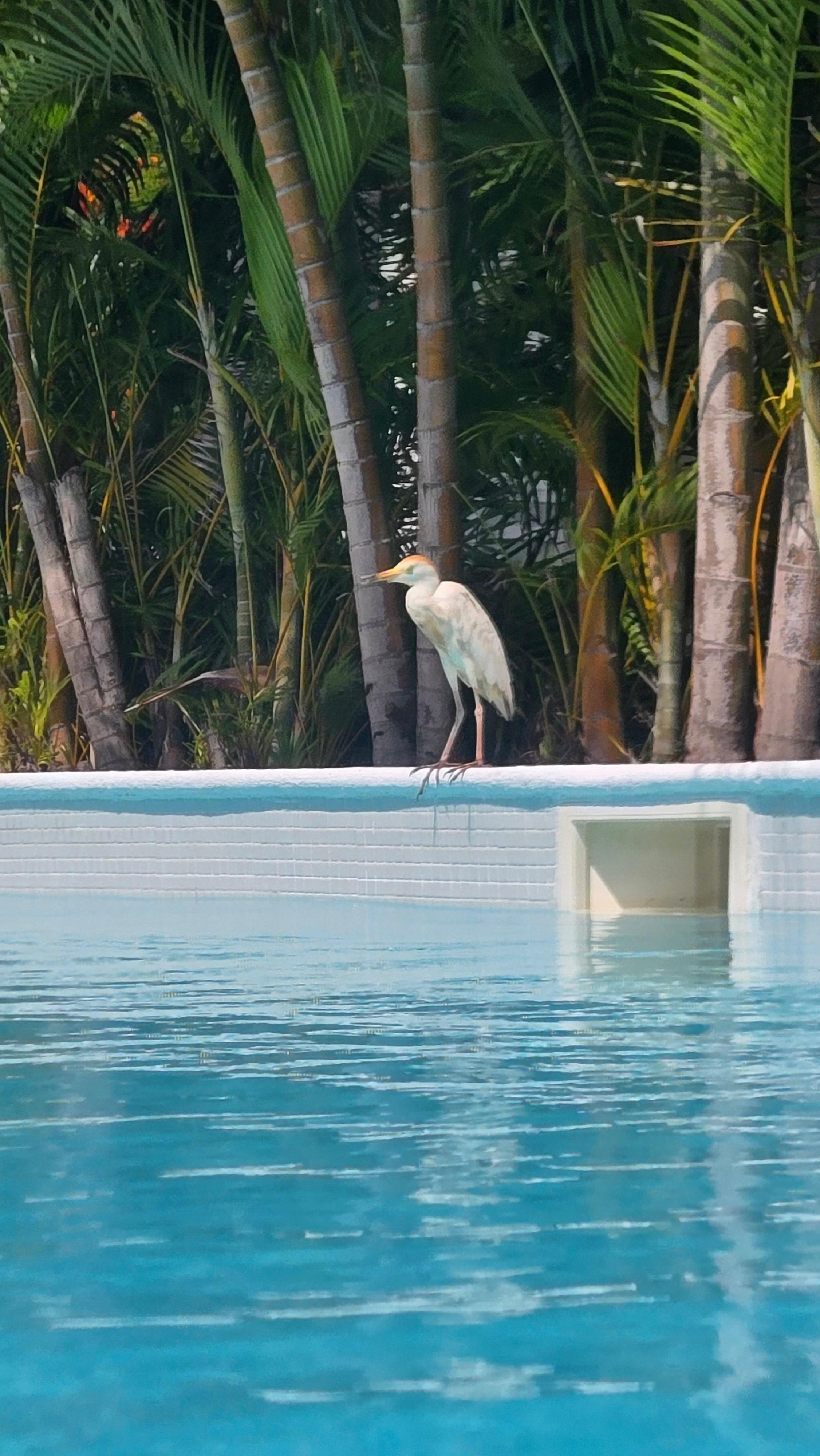 Swim up breakfast view