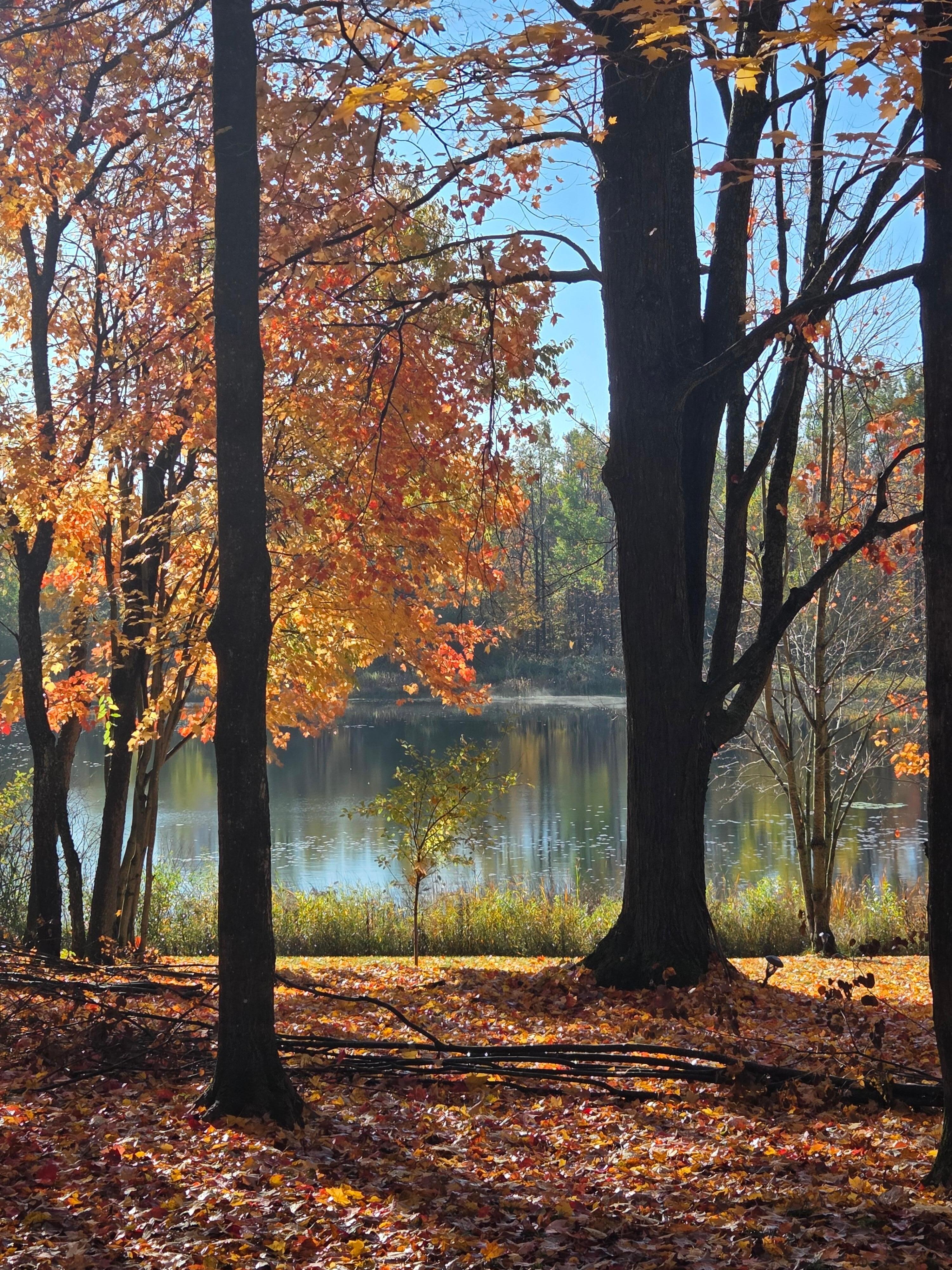 Fall leaves and the lake
