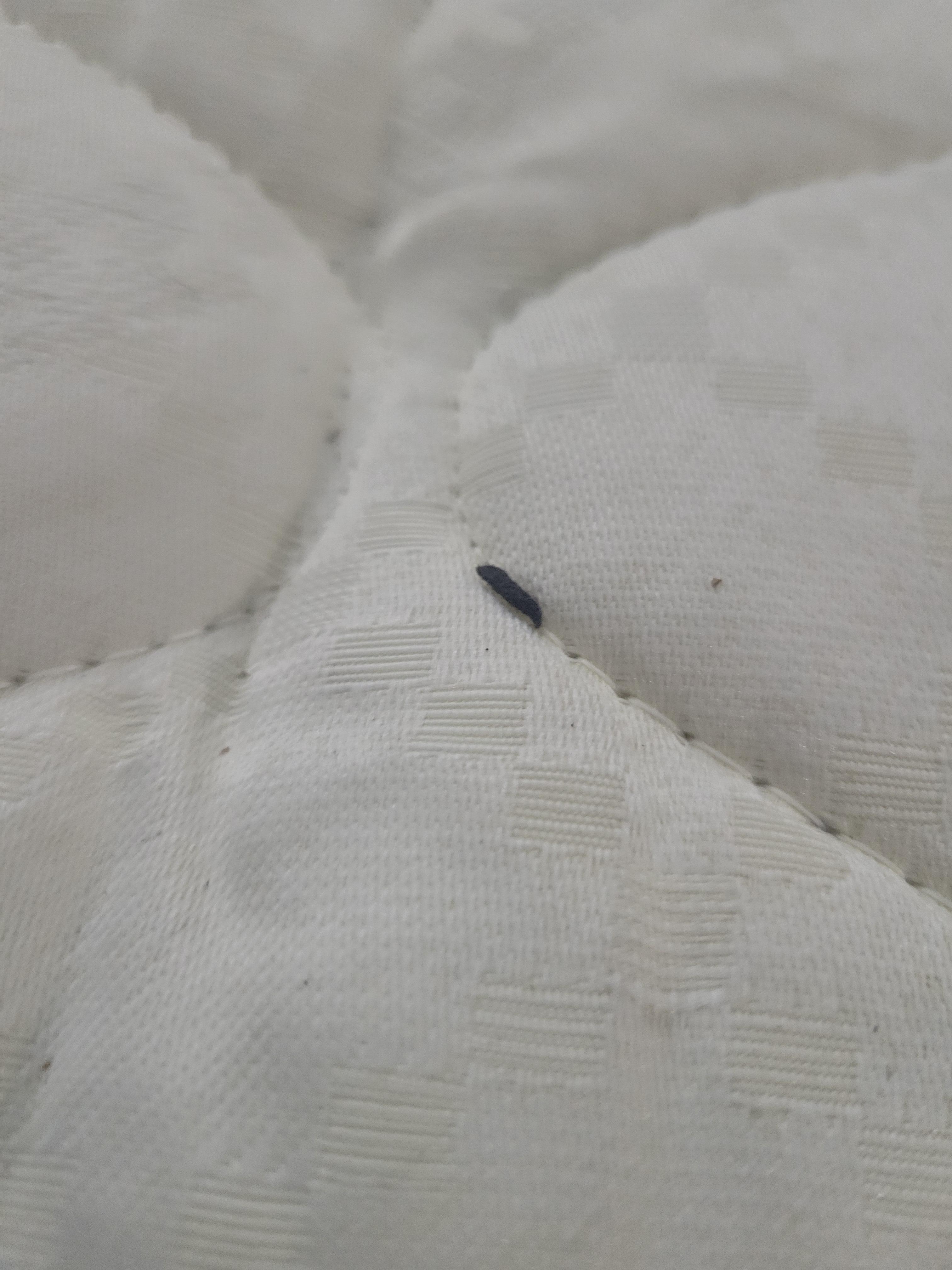 Mouse poop