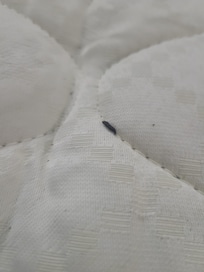 Mouse poop