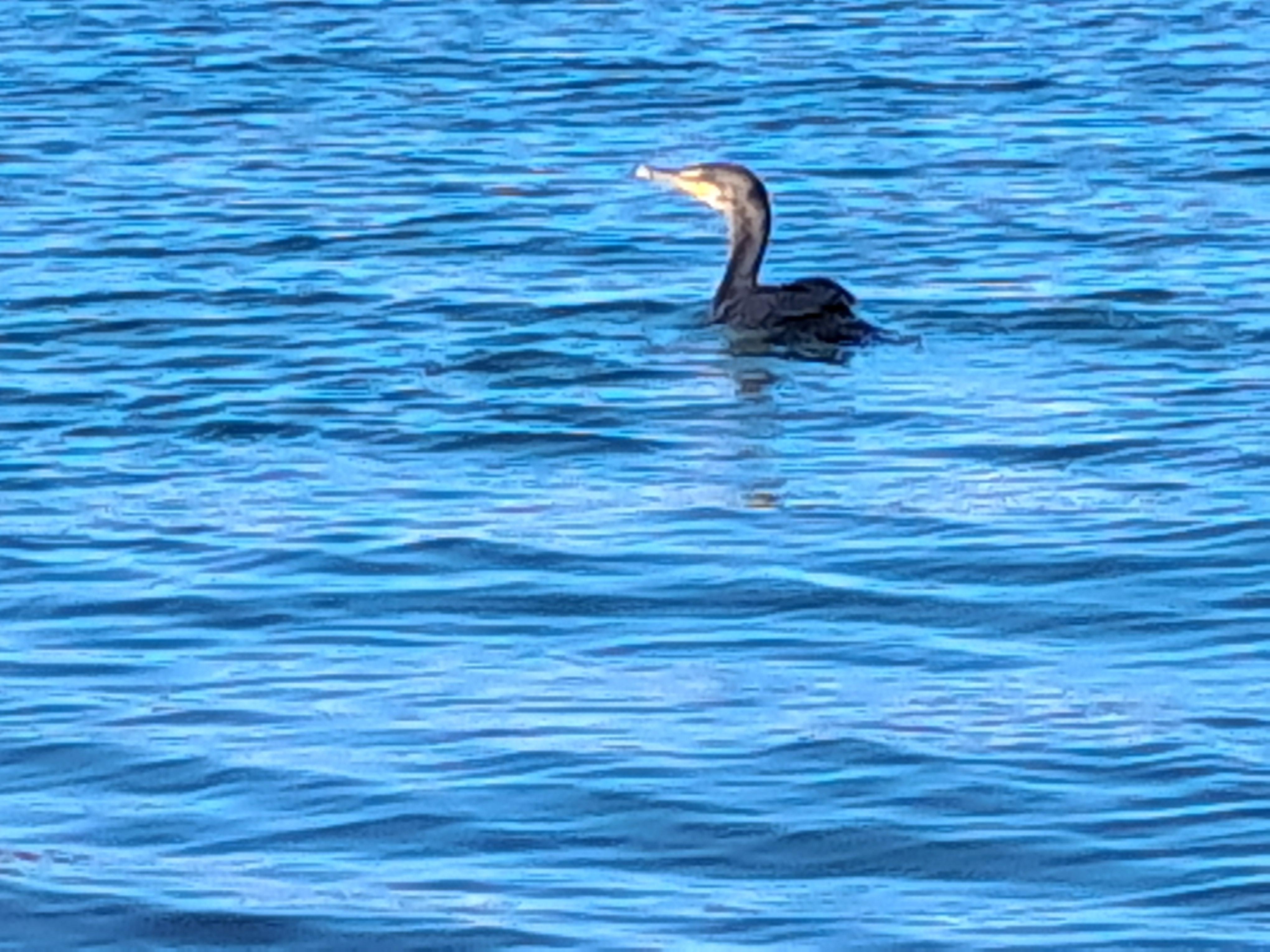 Cormorant