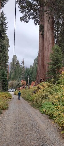 Hiking through magnificent Sequoias.