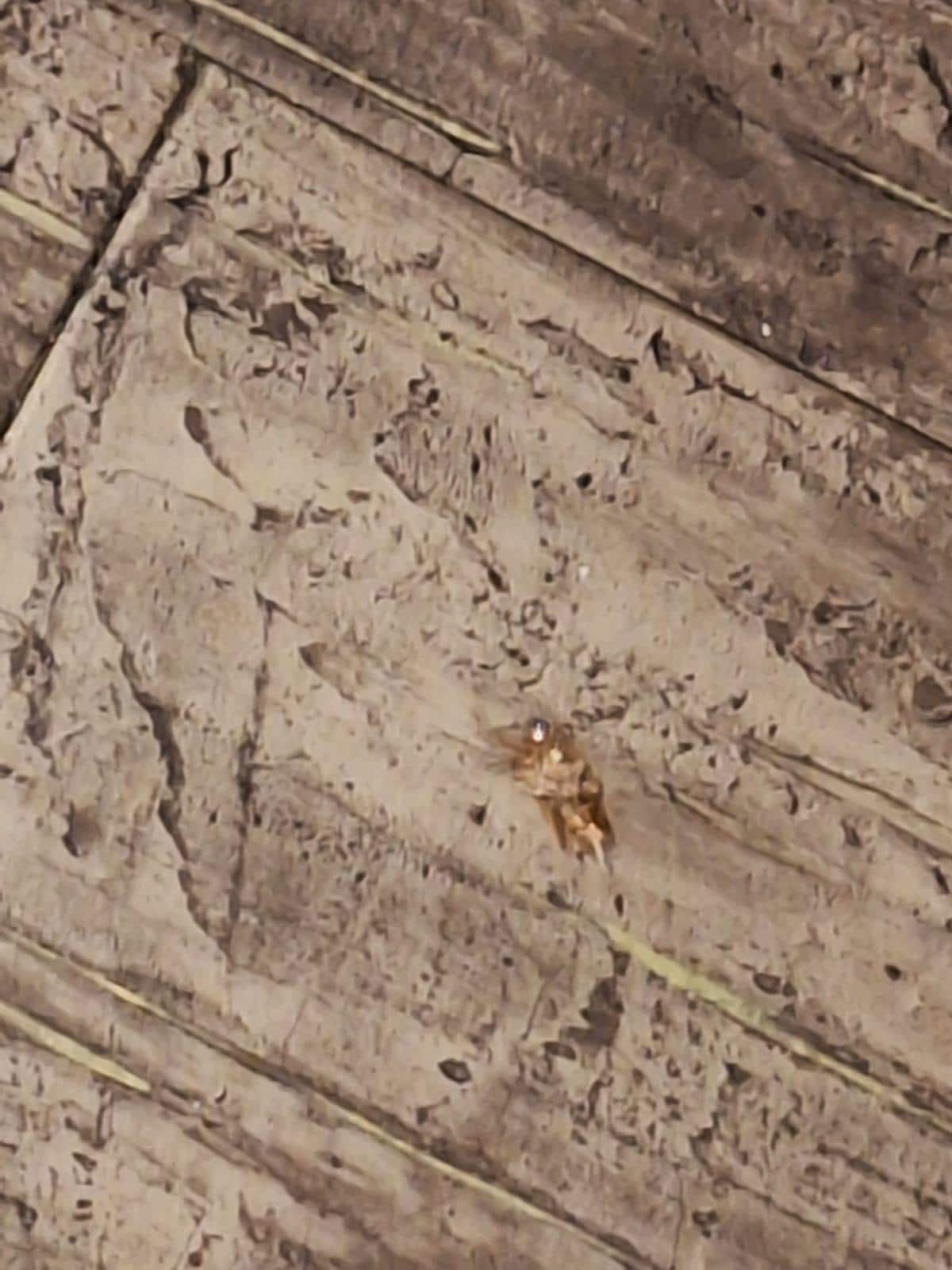 CockroachPicNoPlagueControl