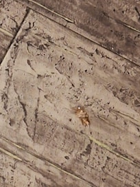 CockroachPicNoPlagueControl