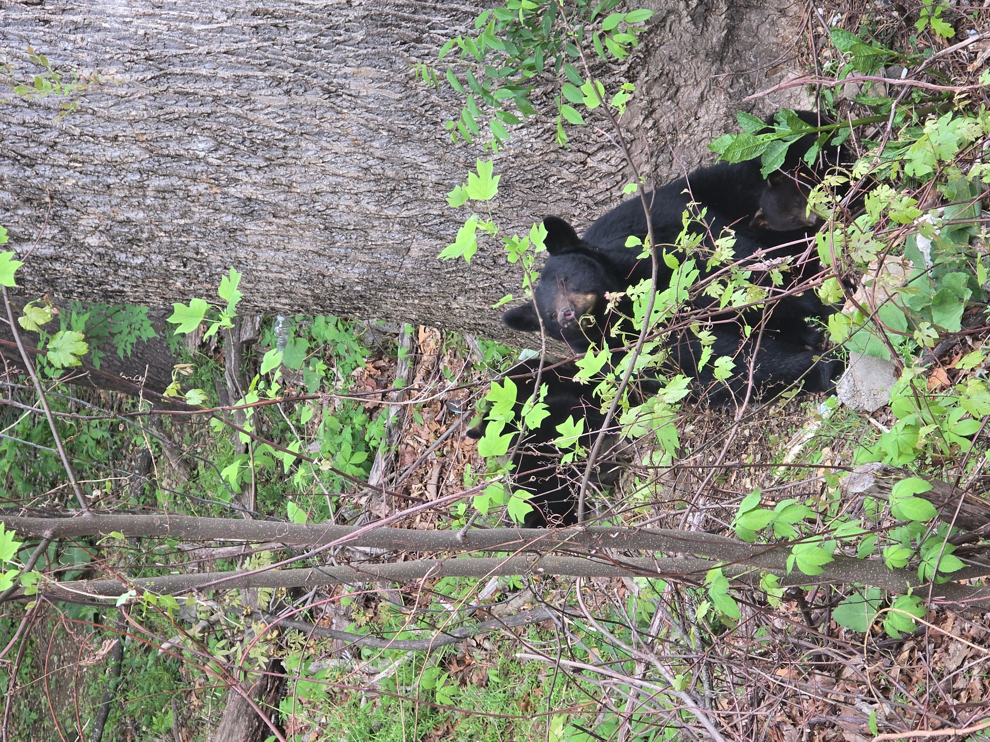 The Bear Family