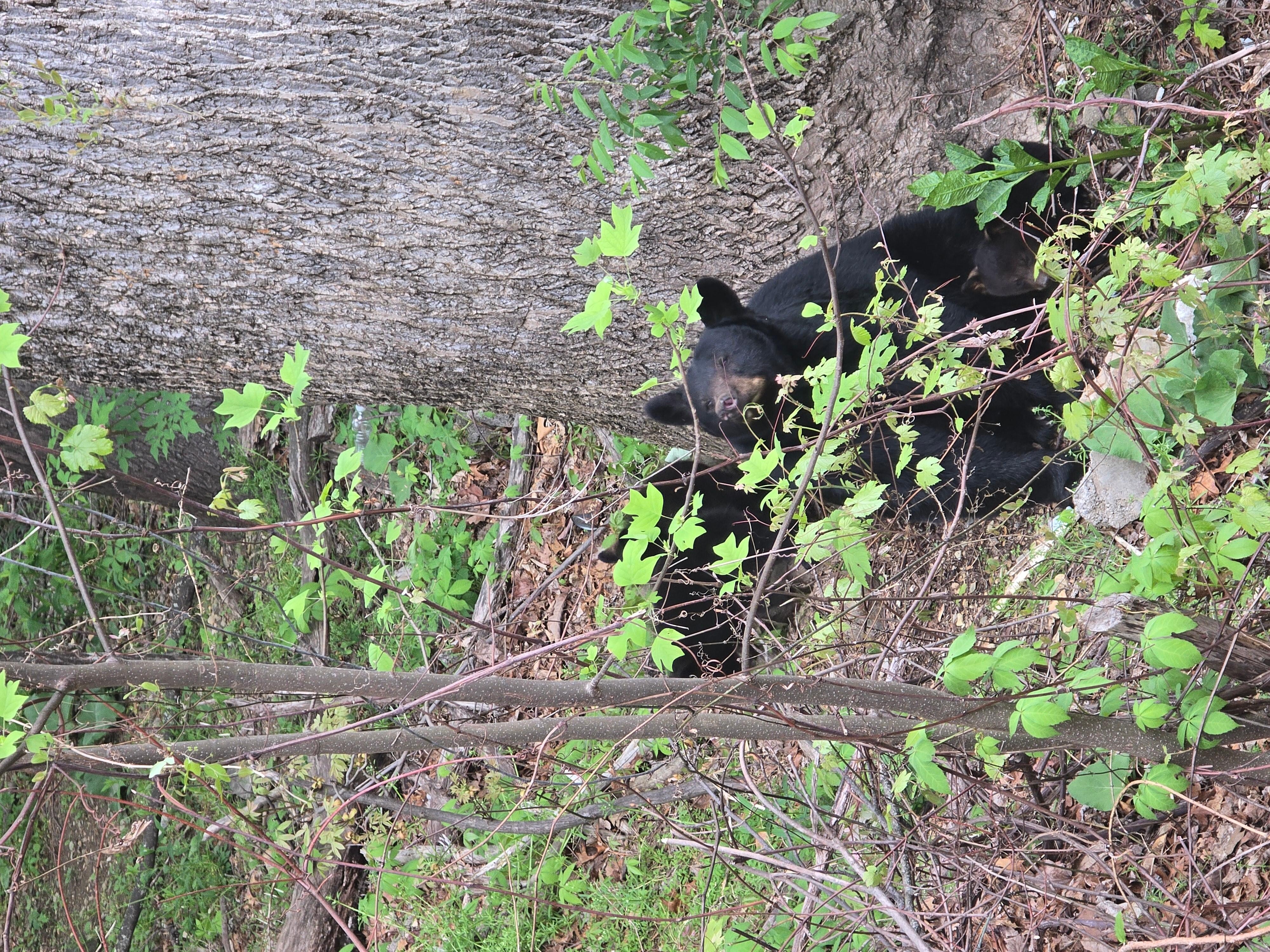 The Bear Family