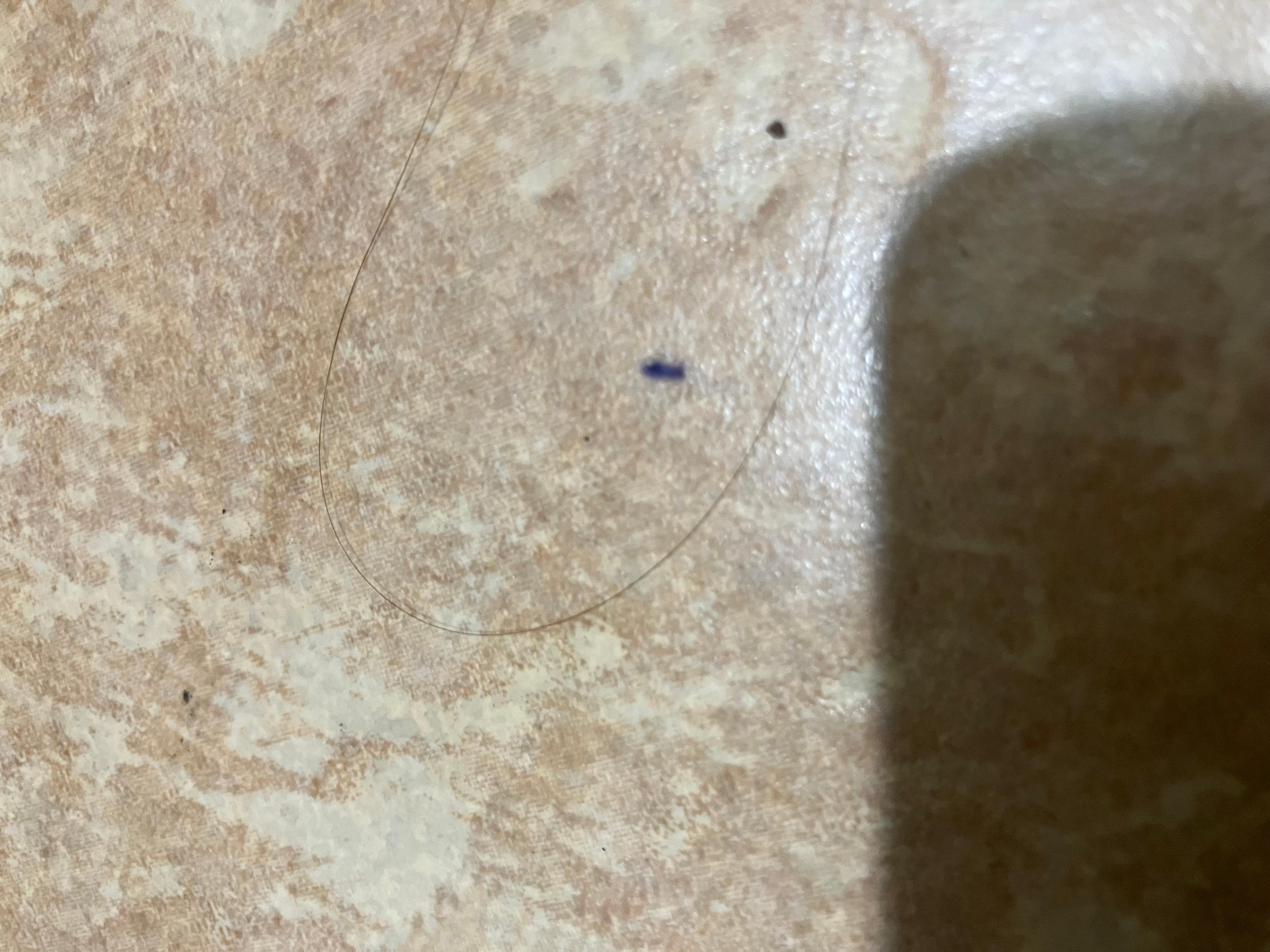 Dead bugs in the bathroom