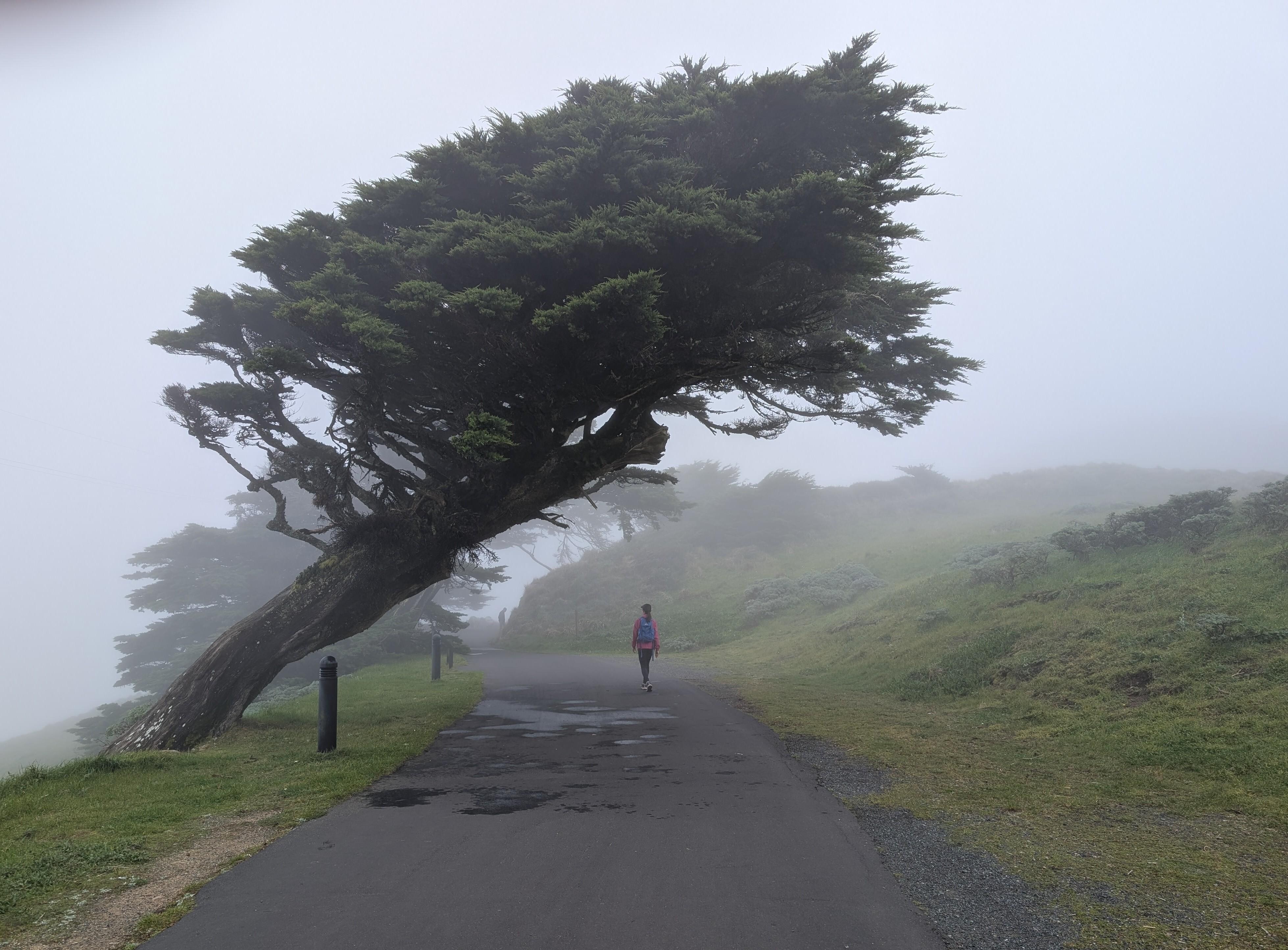 Dillon Beach is a convenient base from which to visit The Leaning Tree, Cypress Tree Tunnel, Point Reyes Lighthouse, and Point Reyes Shipwrecks.