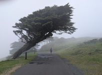 Dillon Beach is a convenient base from which to visit The Leaning Tree, Cypress Tree Tunnel, Point Reyes Lighthouse, and Point Reyes Shipwrecks.