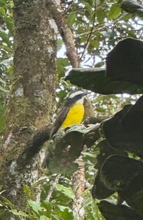 A flycatcher viewed from our room