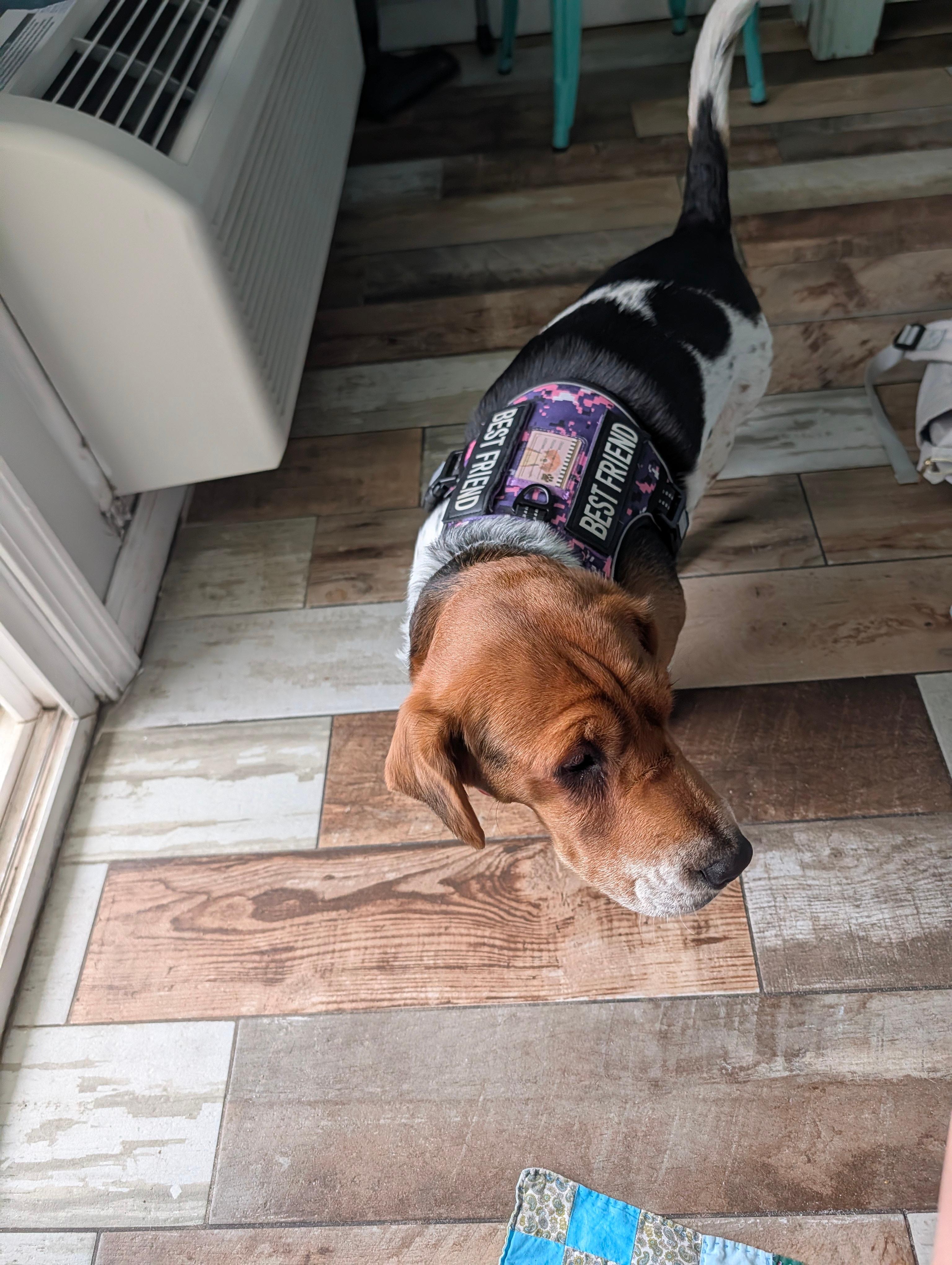 Harley approved accommodations 😂