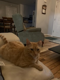 Farm cat visiting