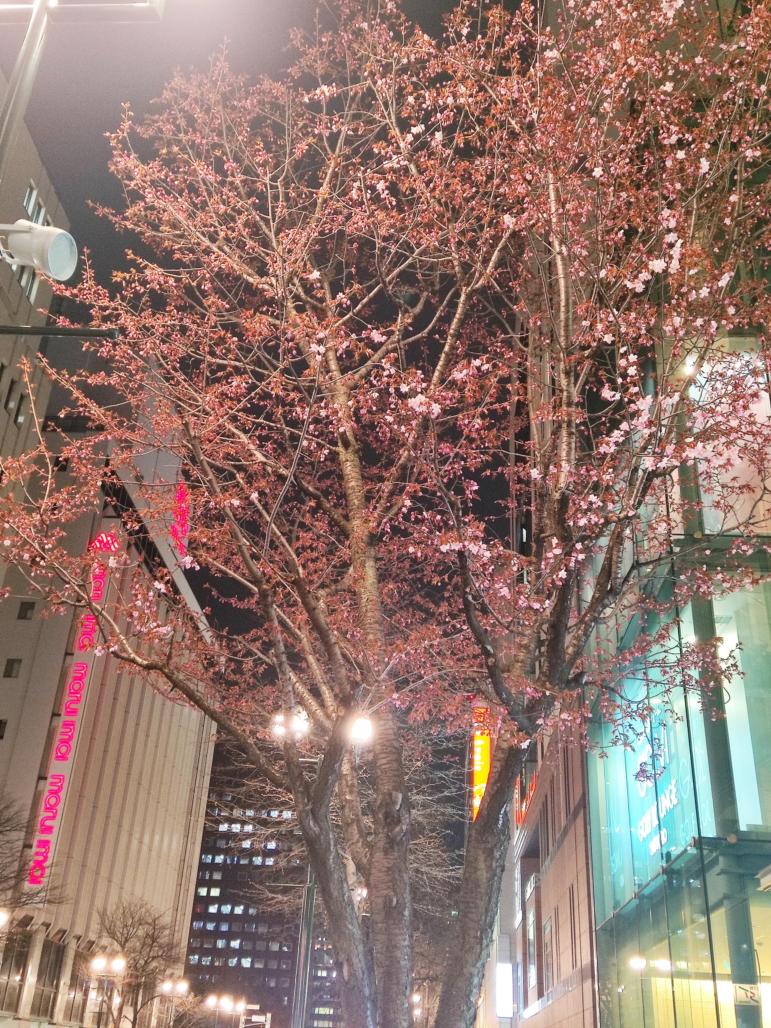 札幌でも咲きました