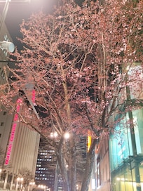 札幌でも咲きました