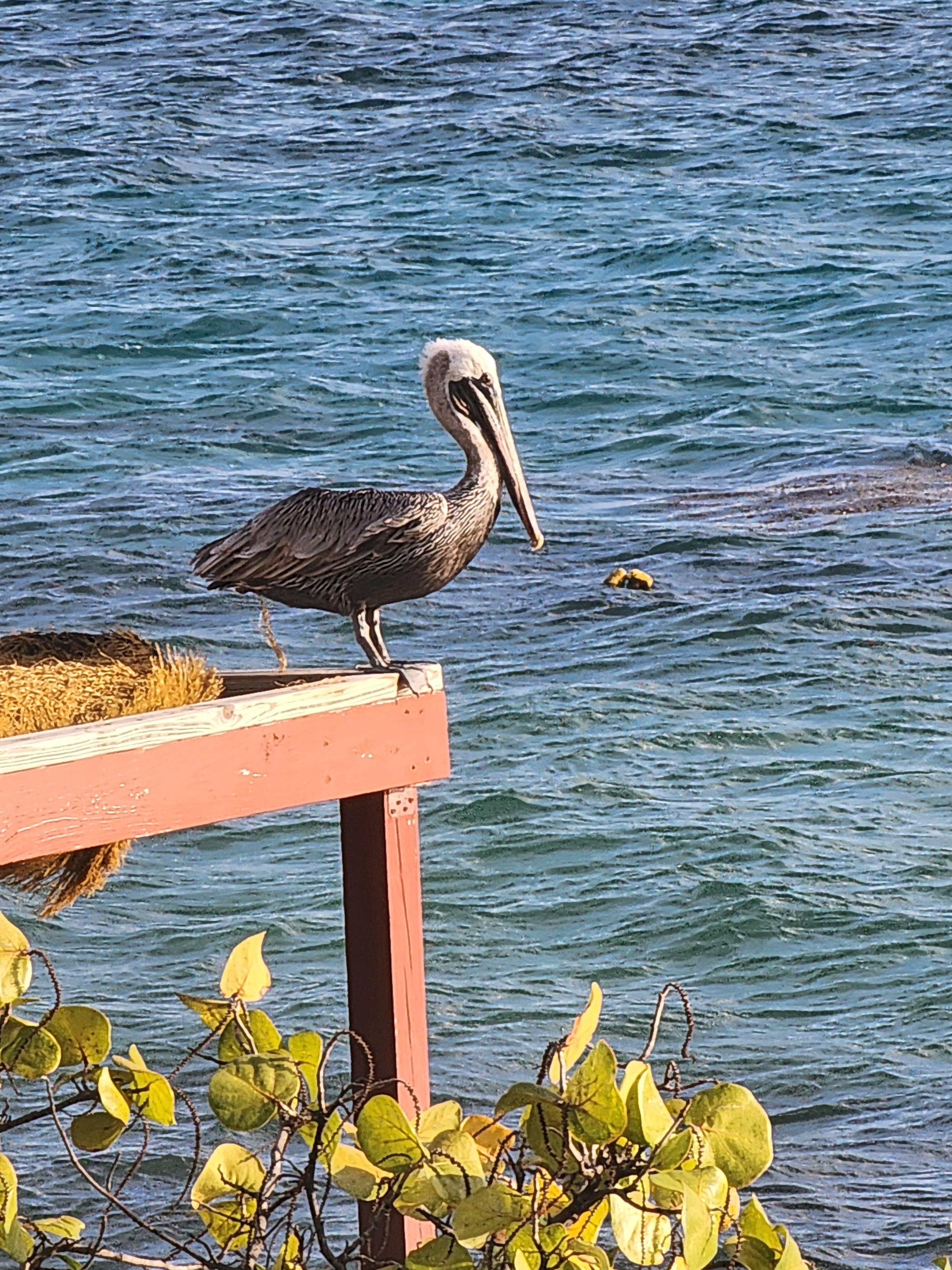 Pelican...view from balcony