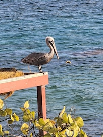 Pelican...view from balcony