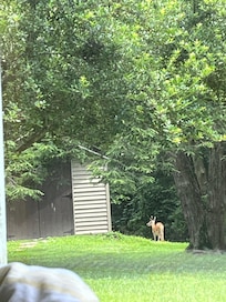Deer and rabbits making appearances all week.