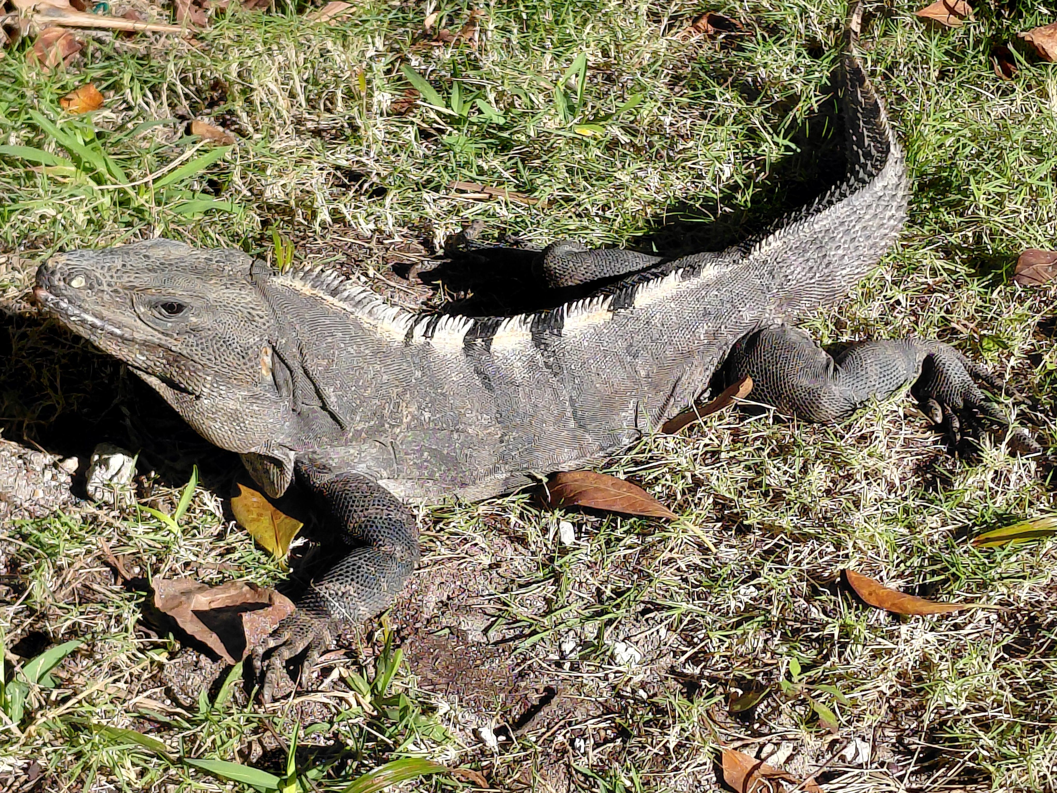 So many interesting creatures along the meticulously maintained paths.