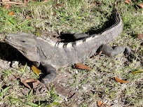 So many interesting creatures along the meticulously maintained paths.