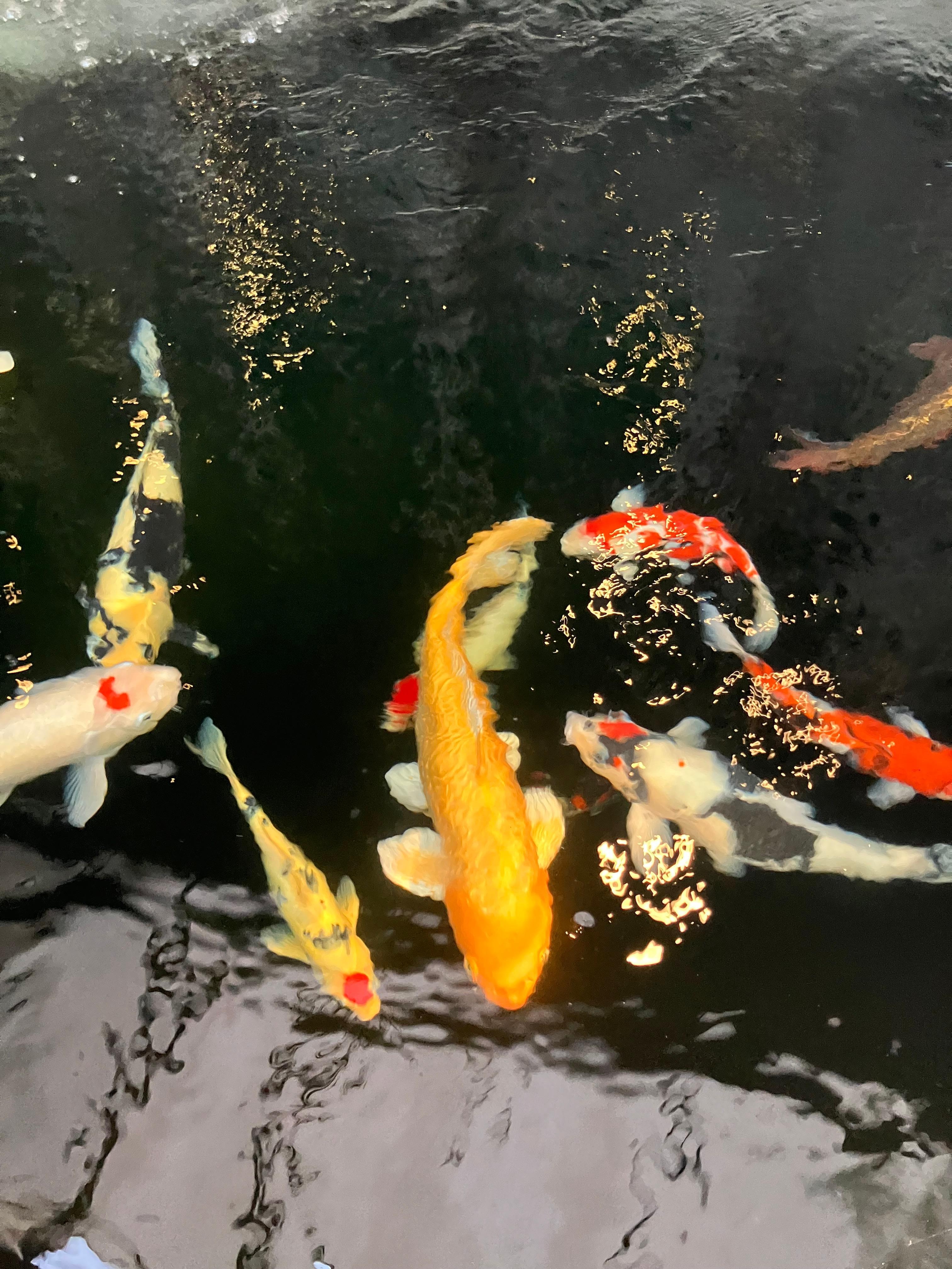 Koi fish pond.