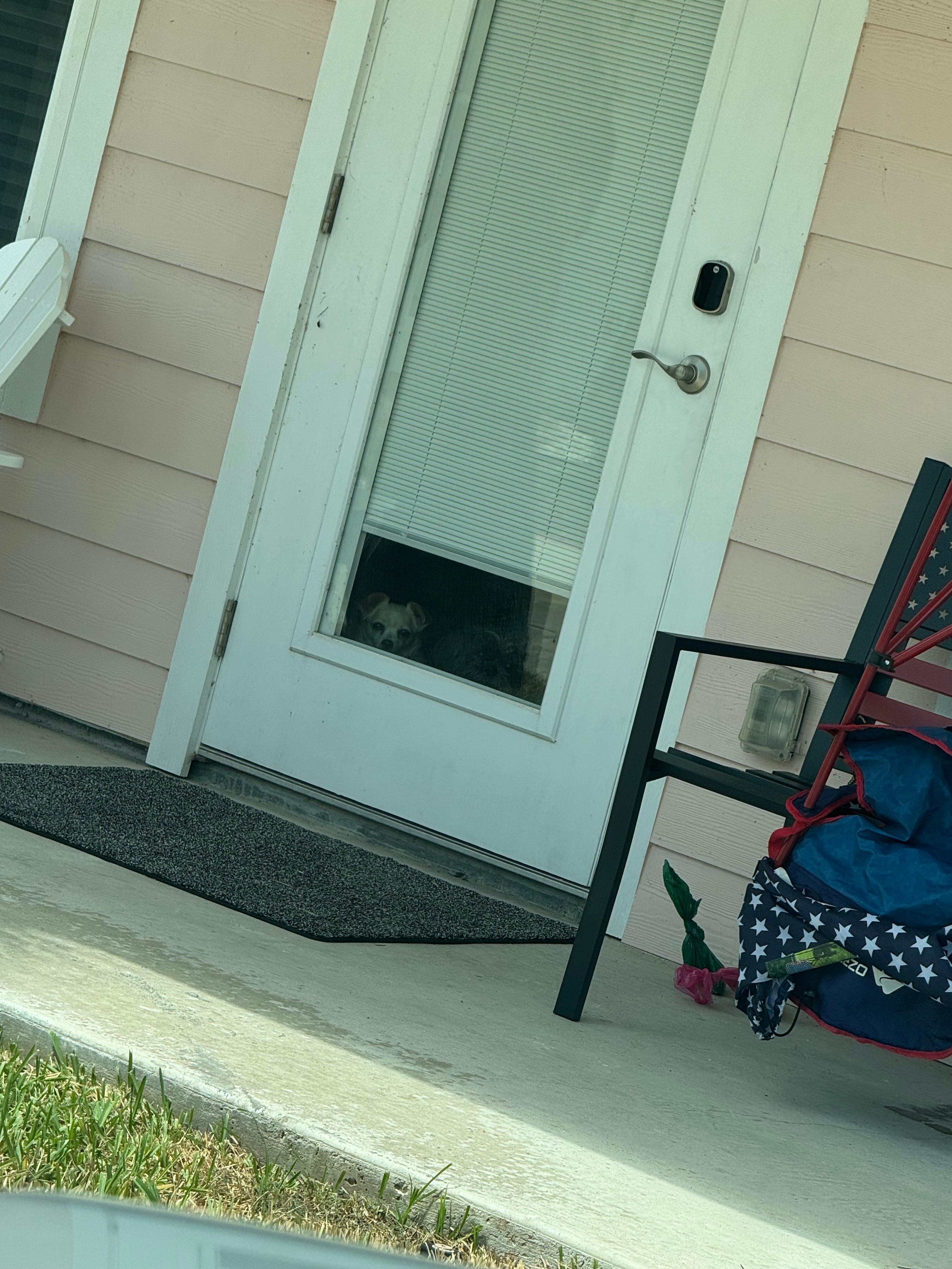 Cute little door so my fur baby could look out front