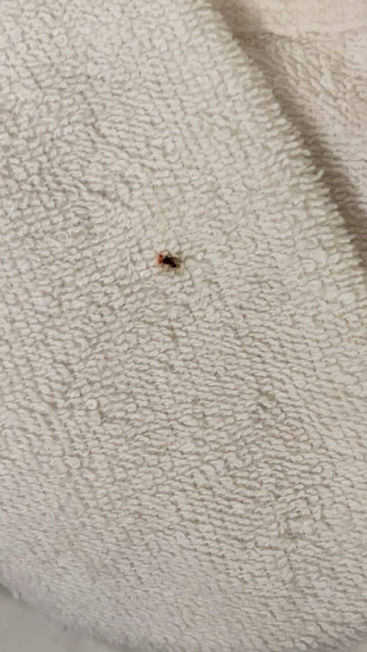 Gnats in our room