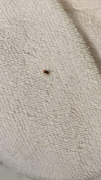 Gnats in our room