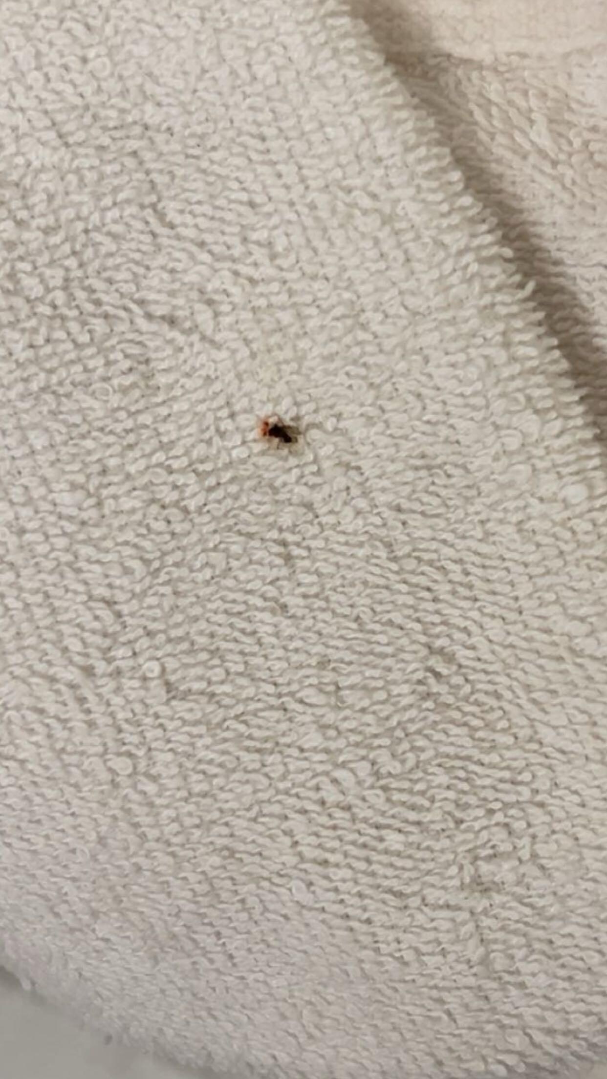 Gnats in our room