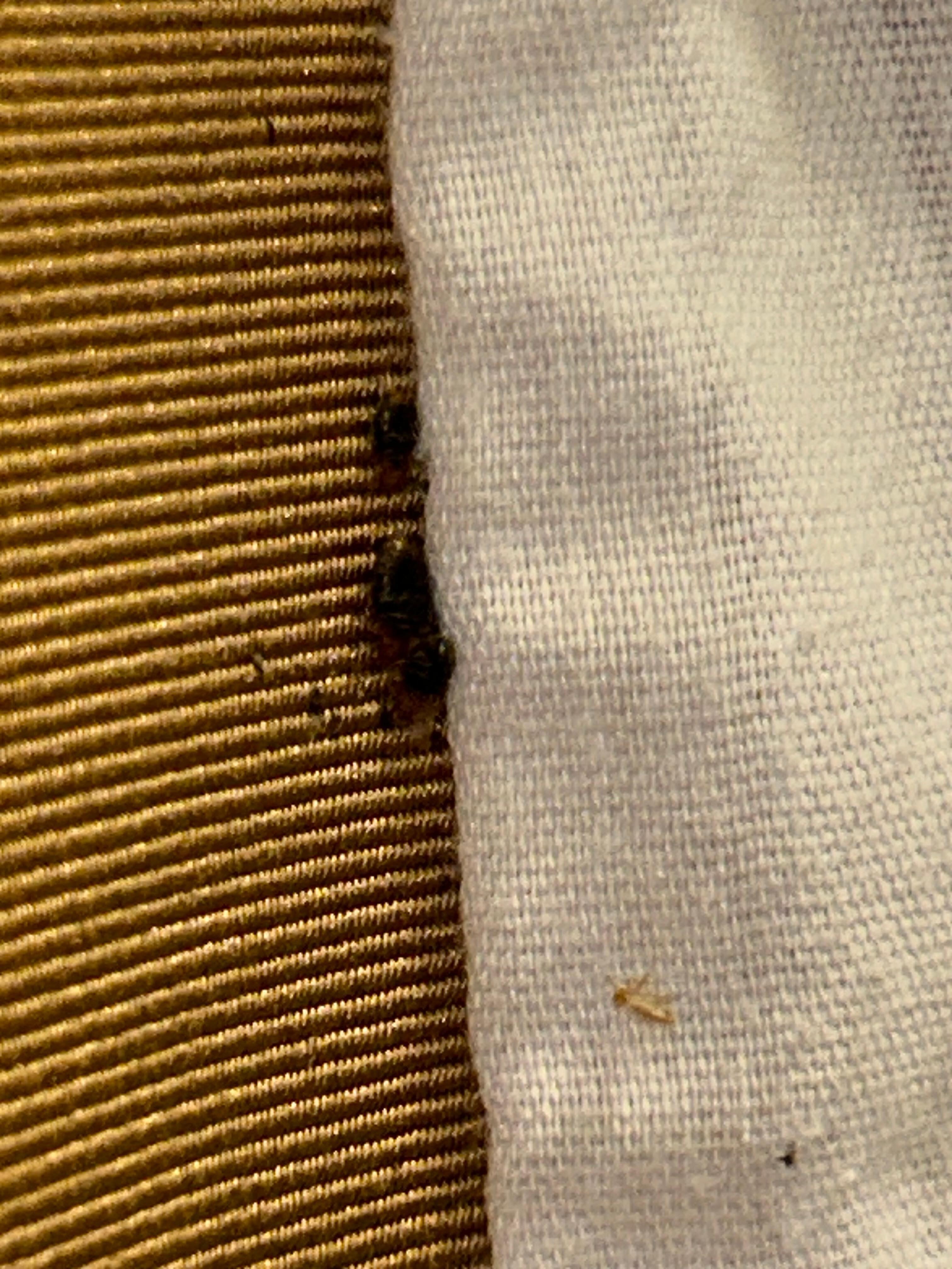 Cluster of bed bugs.