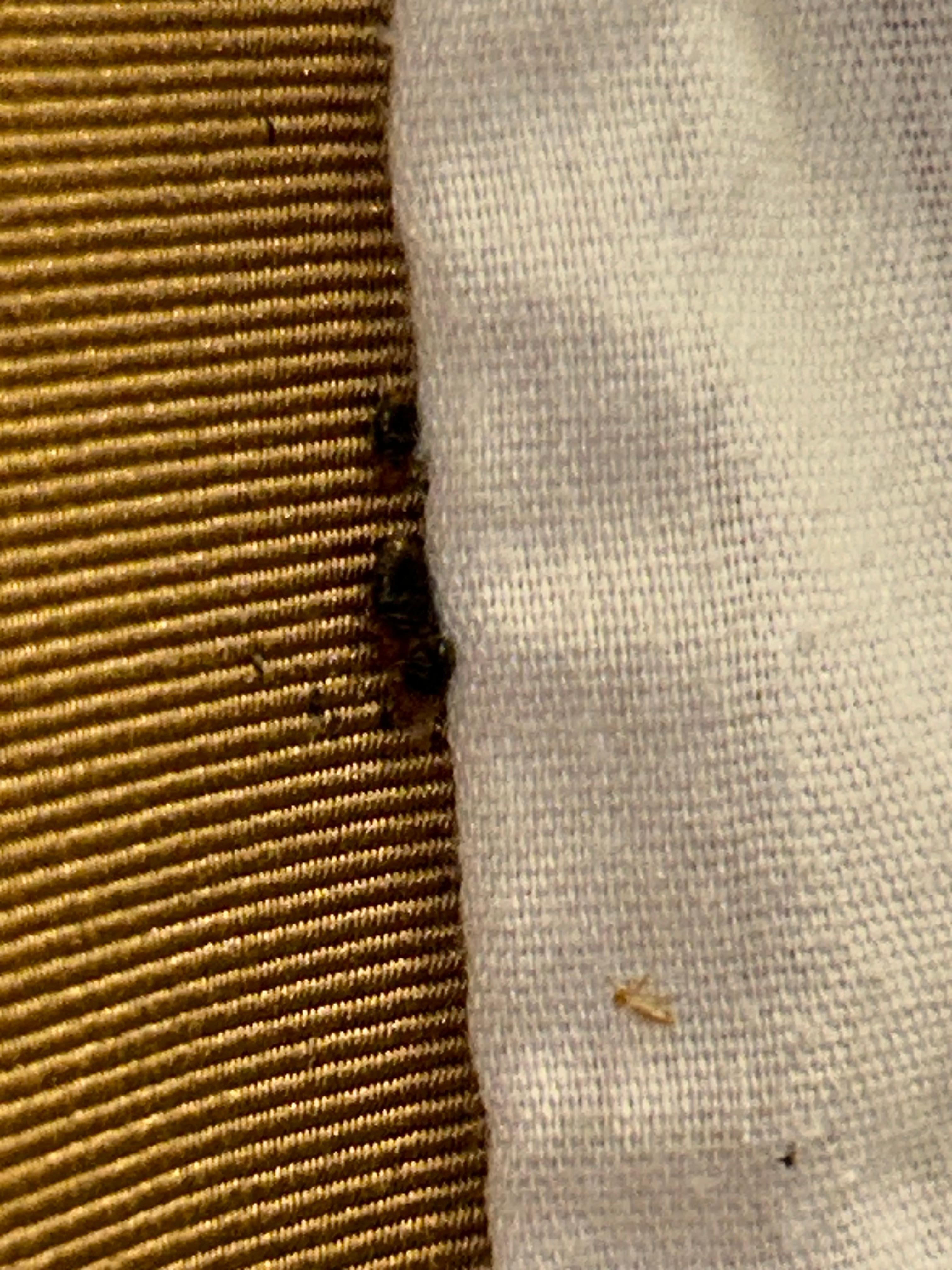 Cluster of bed bugs.