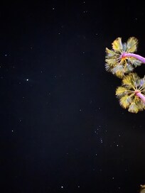 Palm trees and stars from the parking lot view.