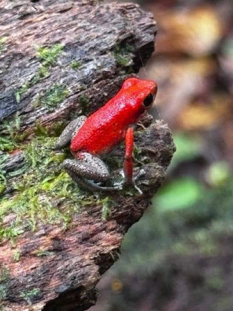 you can find the red frog on the red frog trail tour