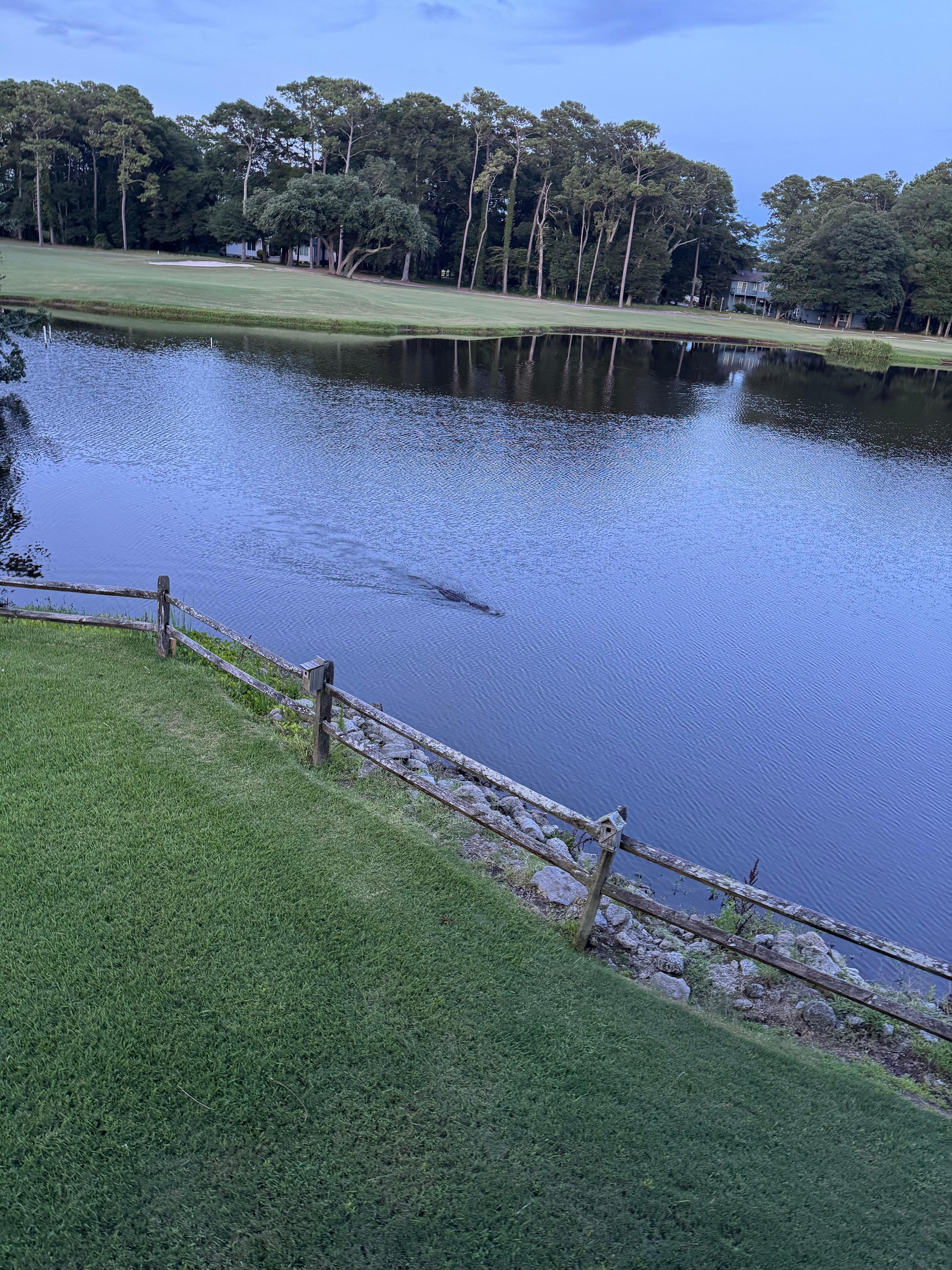 The alligator in the pond in the backyard - my girls called him Godzilla. 
