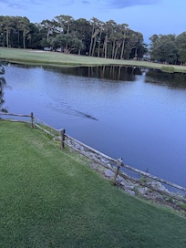The alligator in the pond in the backyard - my girls called him Godzilla.