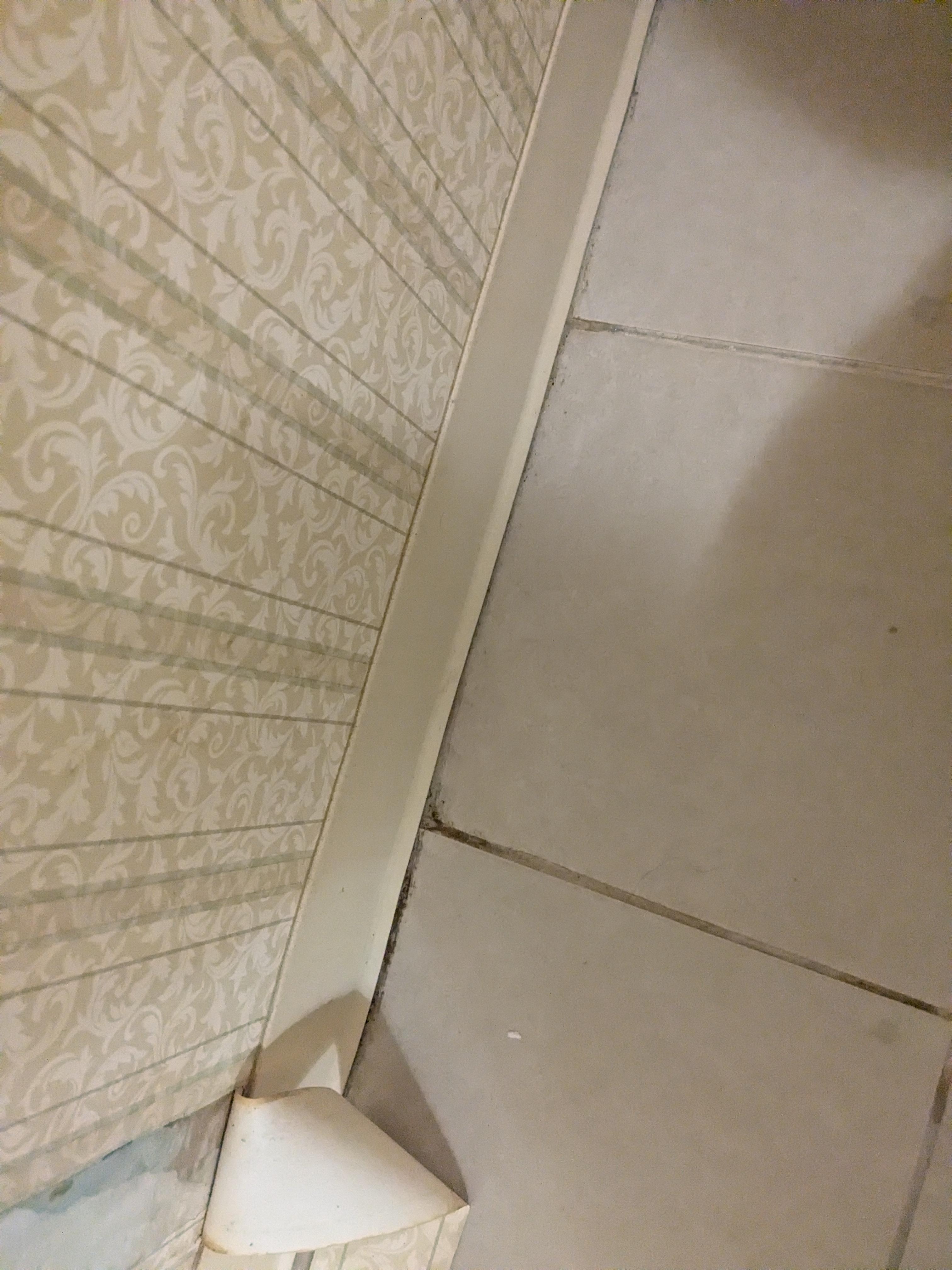 Mold in grout of bathroom floor 