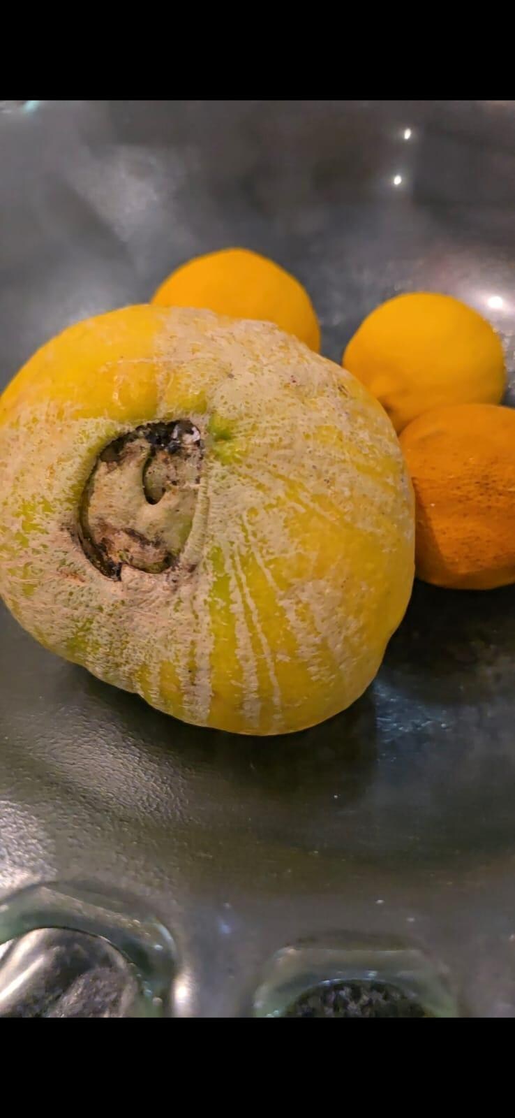 Mouldy fruit 