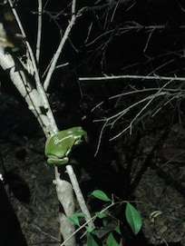 A little friend we found