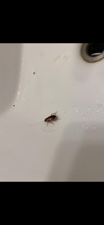 A second roach in sink in hall bathroom