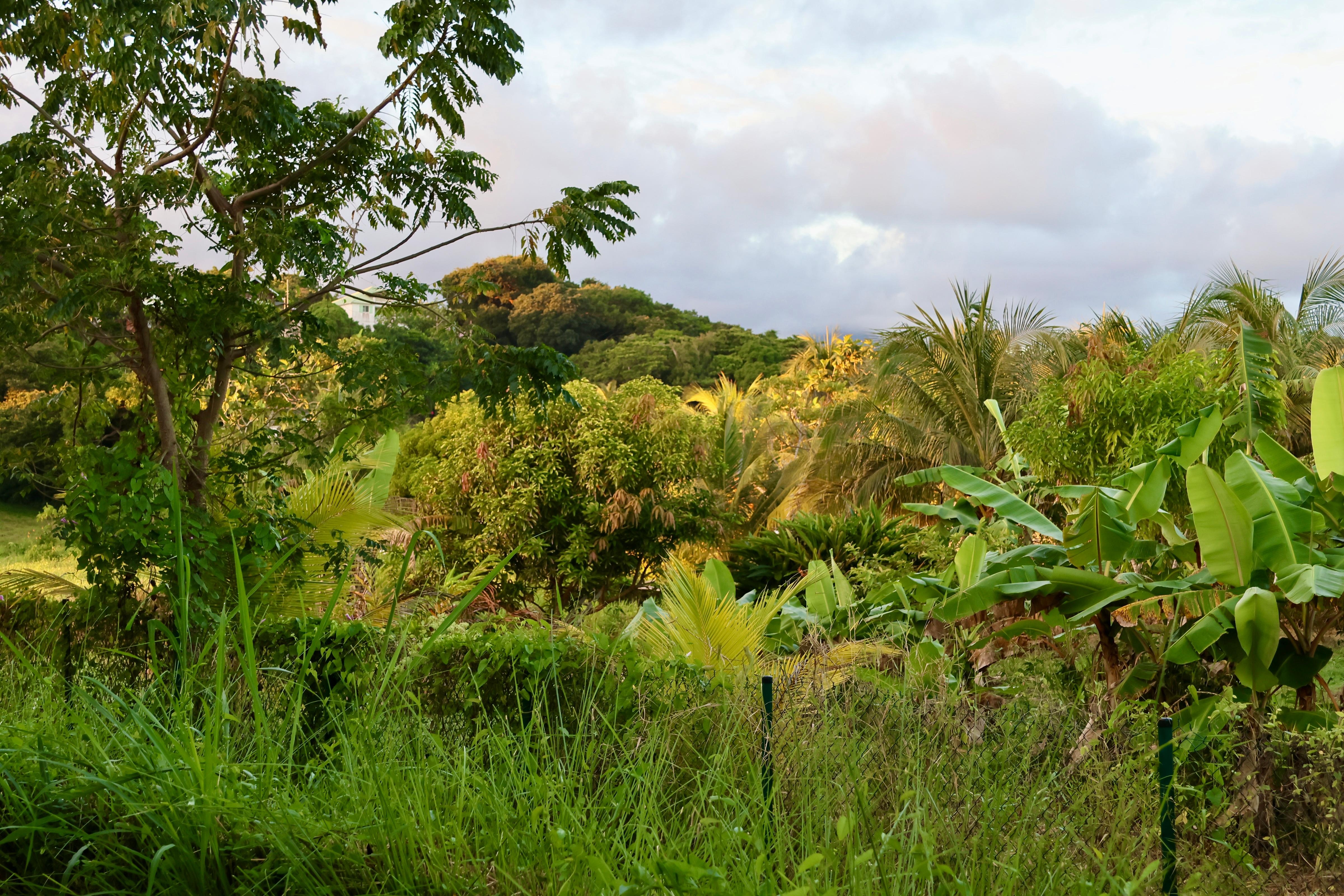 Vue depuis la terrasse
